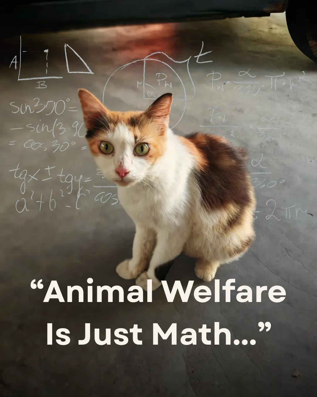 Animal Welfare Is Just Math
