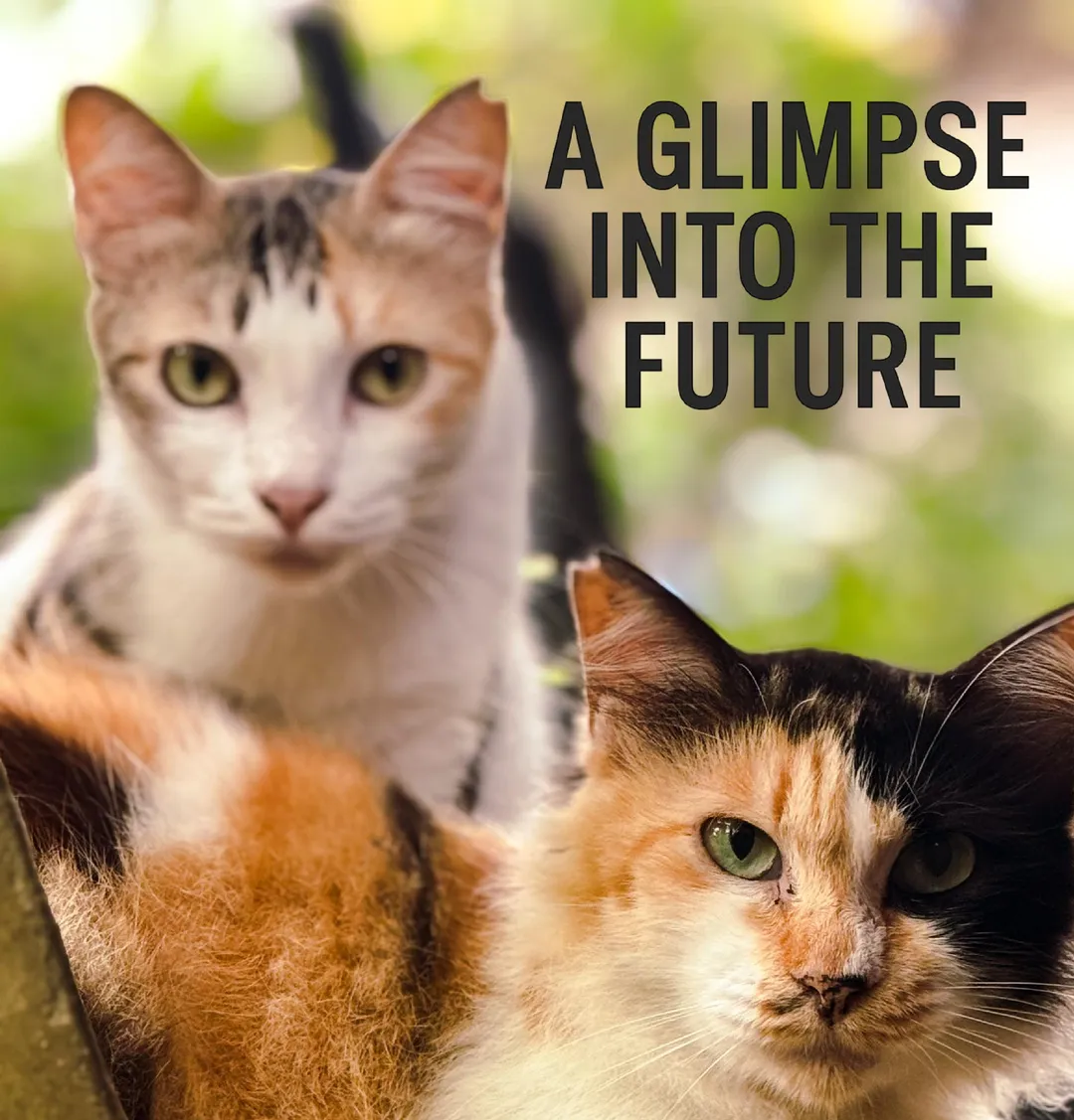 A Glimpse Into the Future